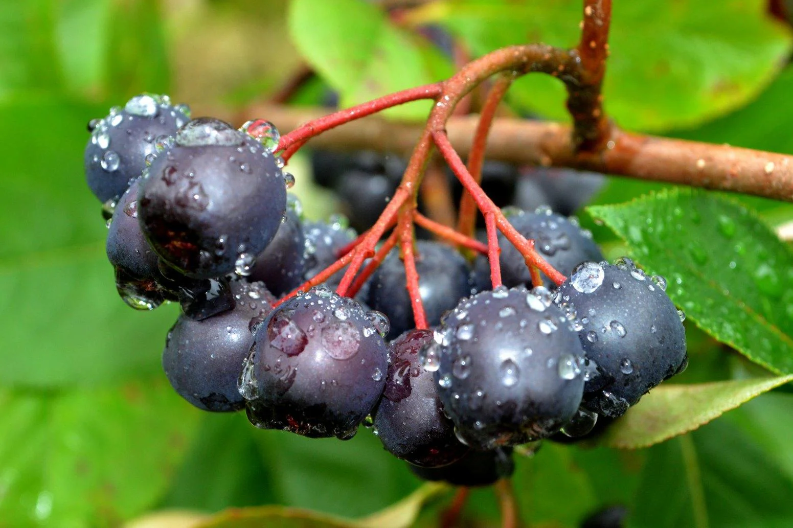 aronia