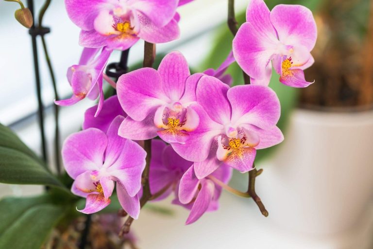 Orhidee: Eleganaa Naturii in Interior