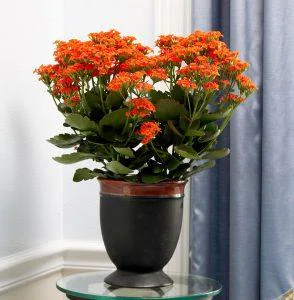 Kalanchoe: Planta Minune cu Proprietati Terapeutice