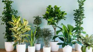 Top 10 Cele Mai Frumoase Plante de Apartament