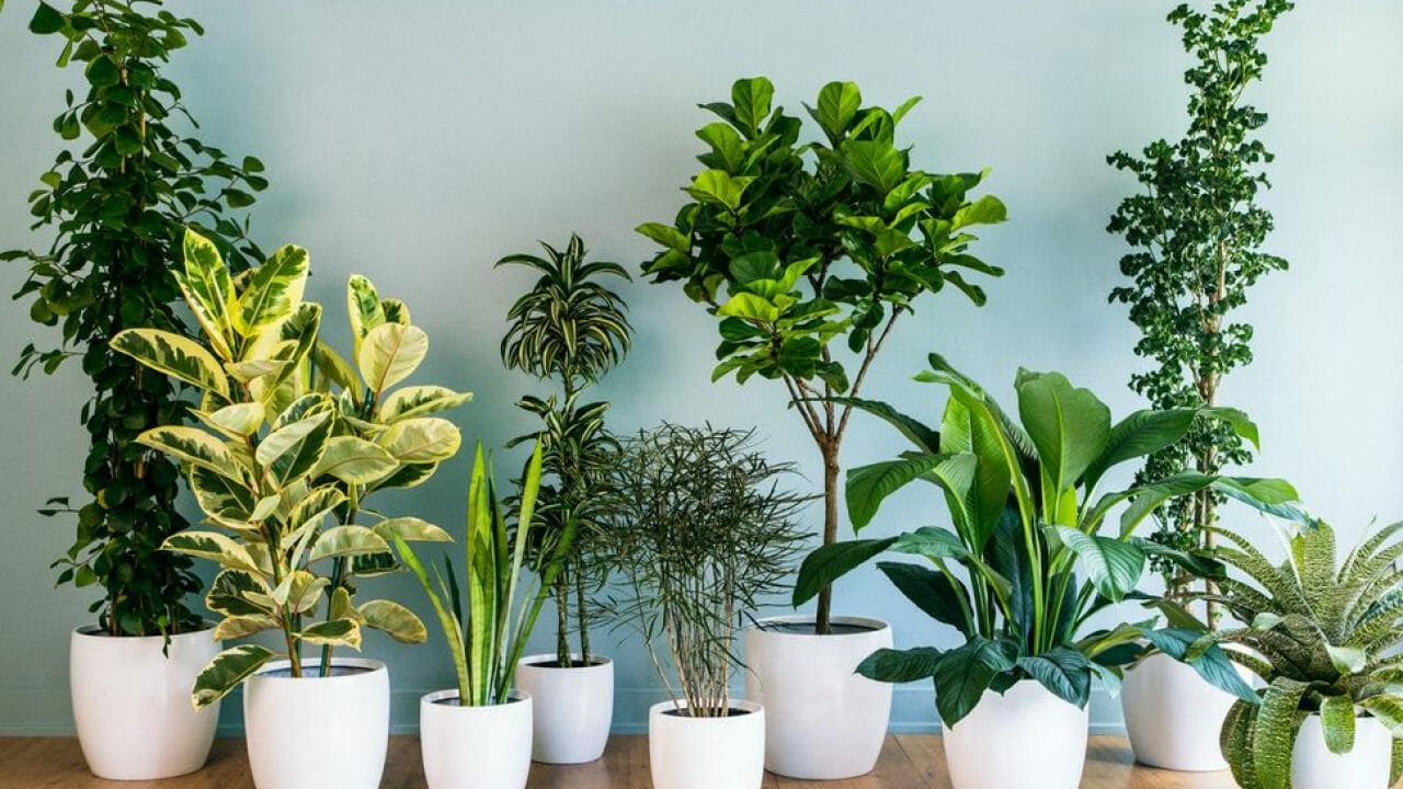 top 10 cele mai frumoase plante de apartament